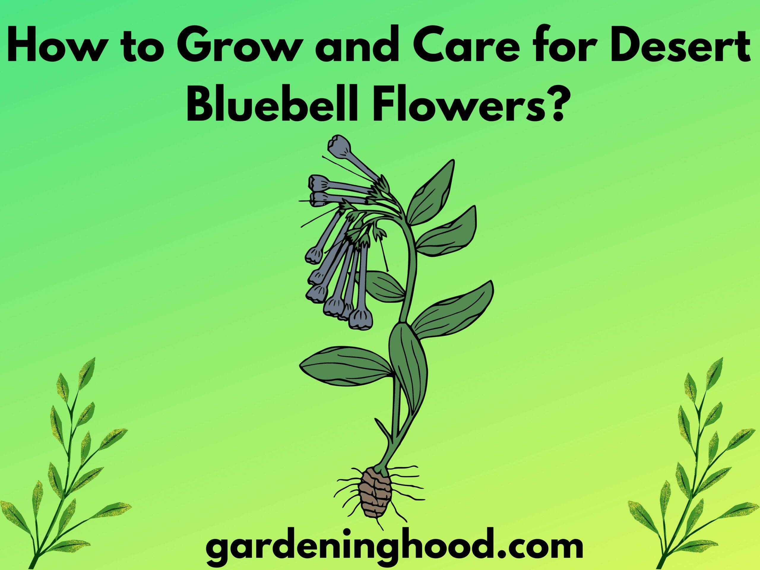 How to Grow and Care for Desert Bluebell Flowers?