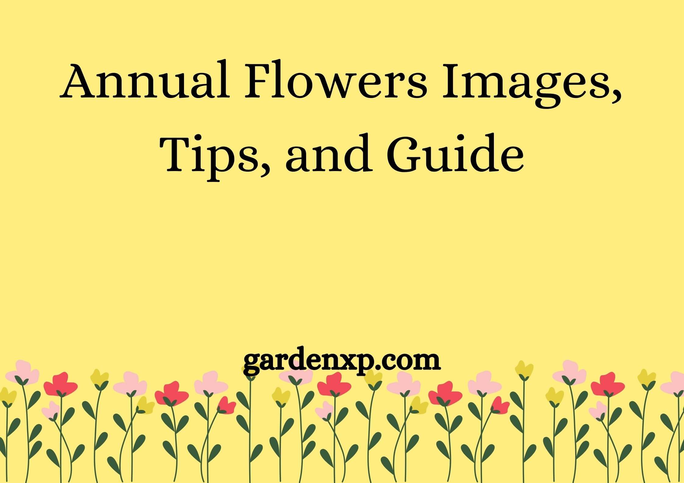 Annual Flowers Images, Tips, and Guide