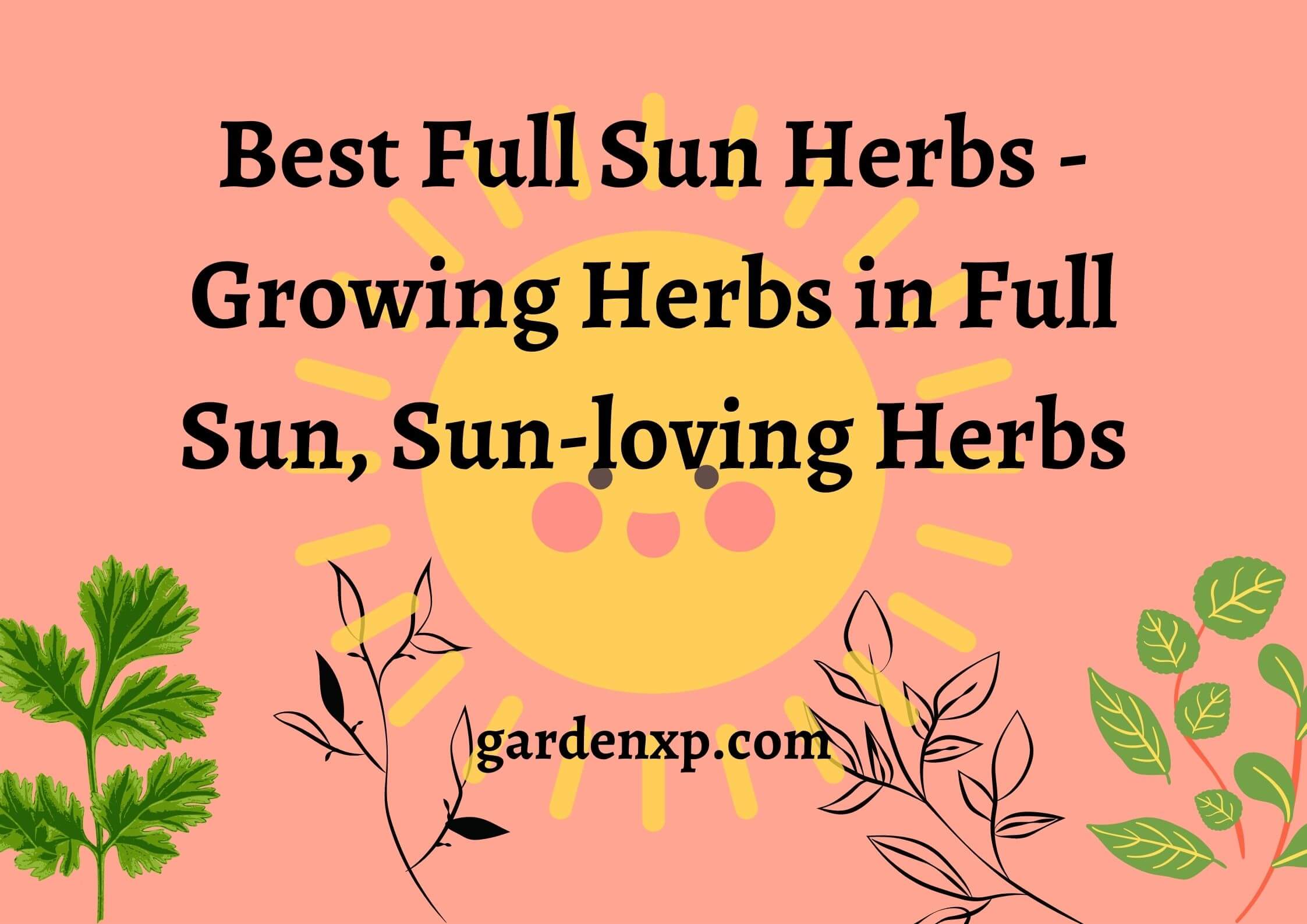 Best Full Sun Herbs - Growing Herbs in Full Sun, Sun-loving Herbs