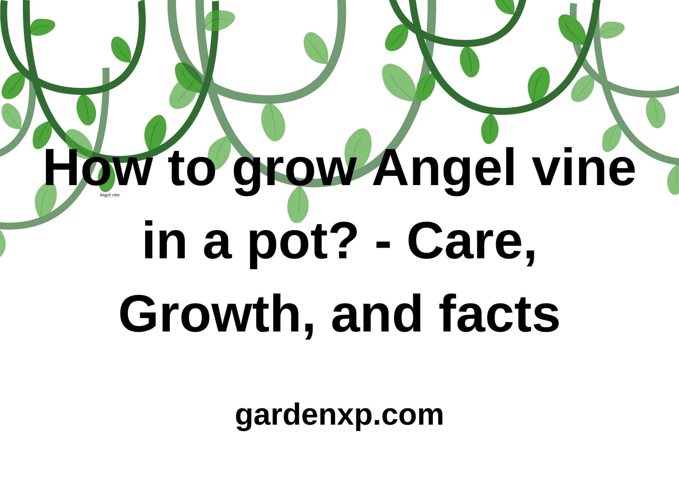 How to grow Angel vine in a pot - Care, Growth, and facts
