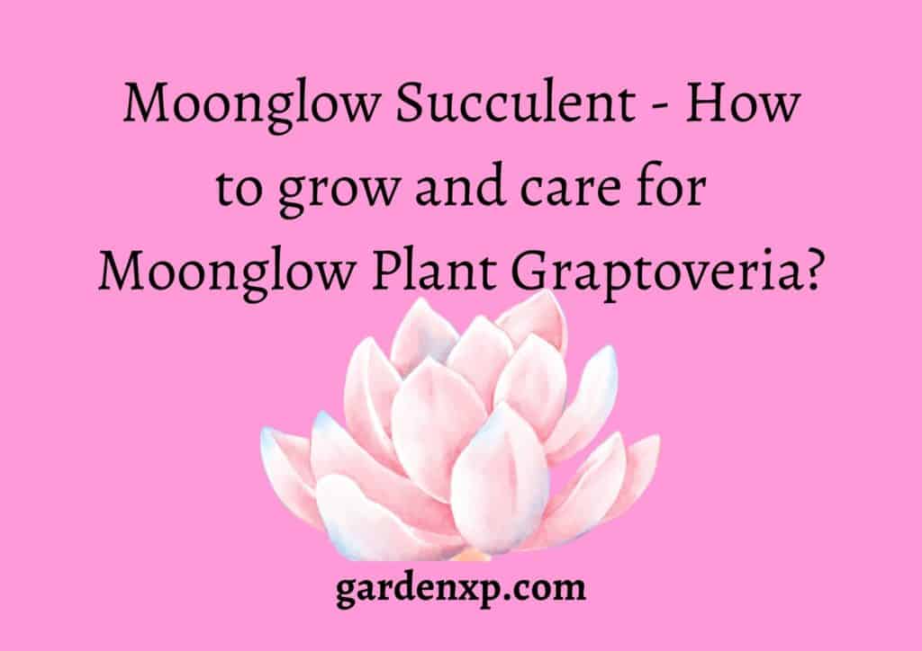 Moonglow Succulent - How to grow and care for Moonglow Plant Graptoveria?