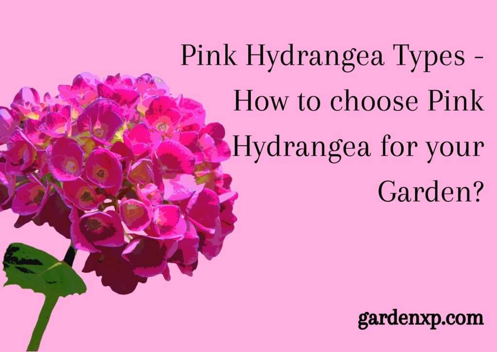 Pink Hydrangea Types - How to choose Pink Hydrangea for your Garden?