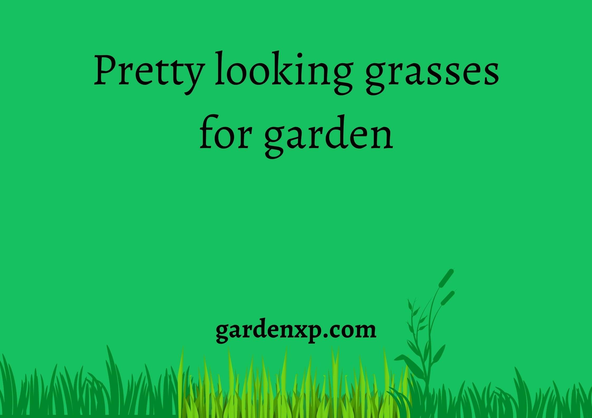 Pretty looking grasses for garden