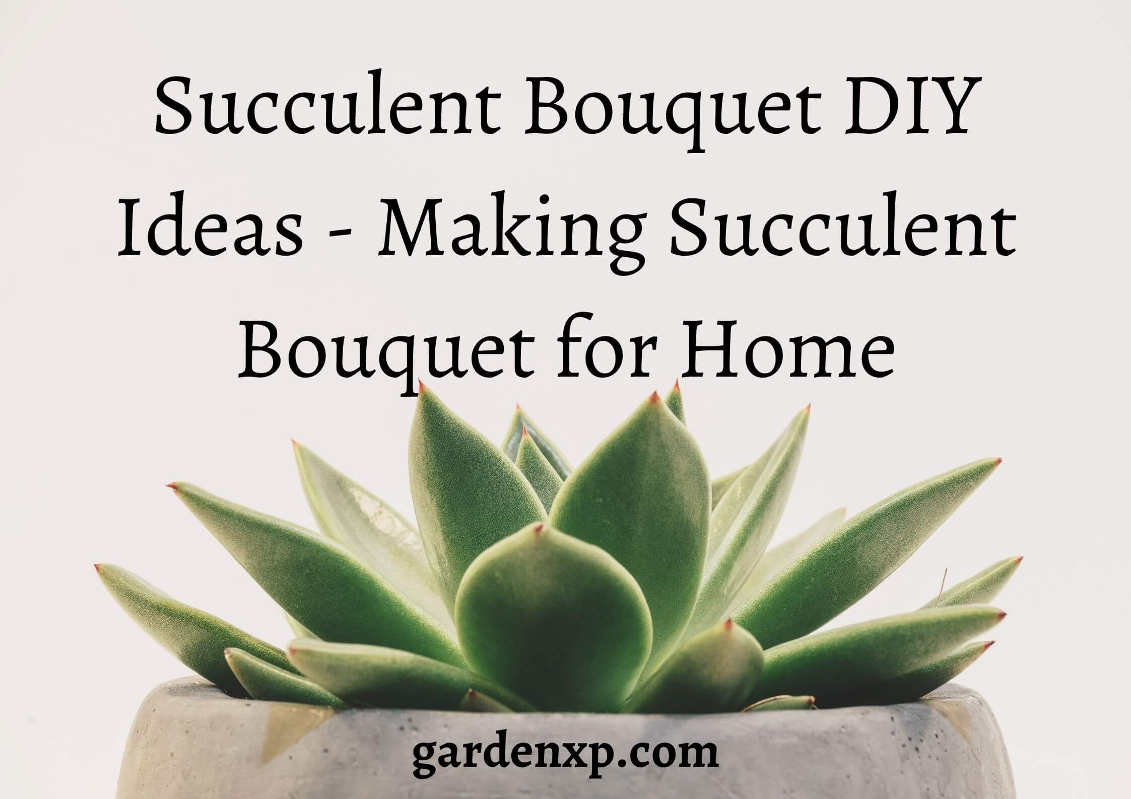 <strong>Succulent Bouquet DIY Ideas - Making Succulent Bouquet for Home</strong>