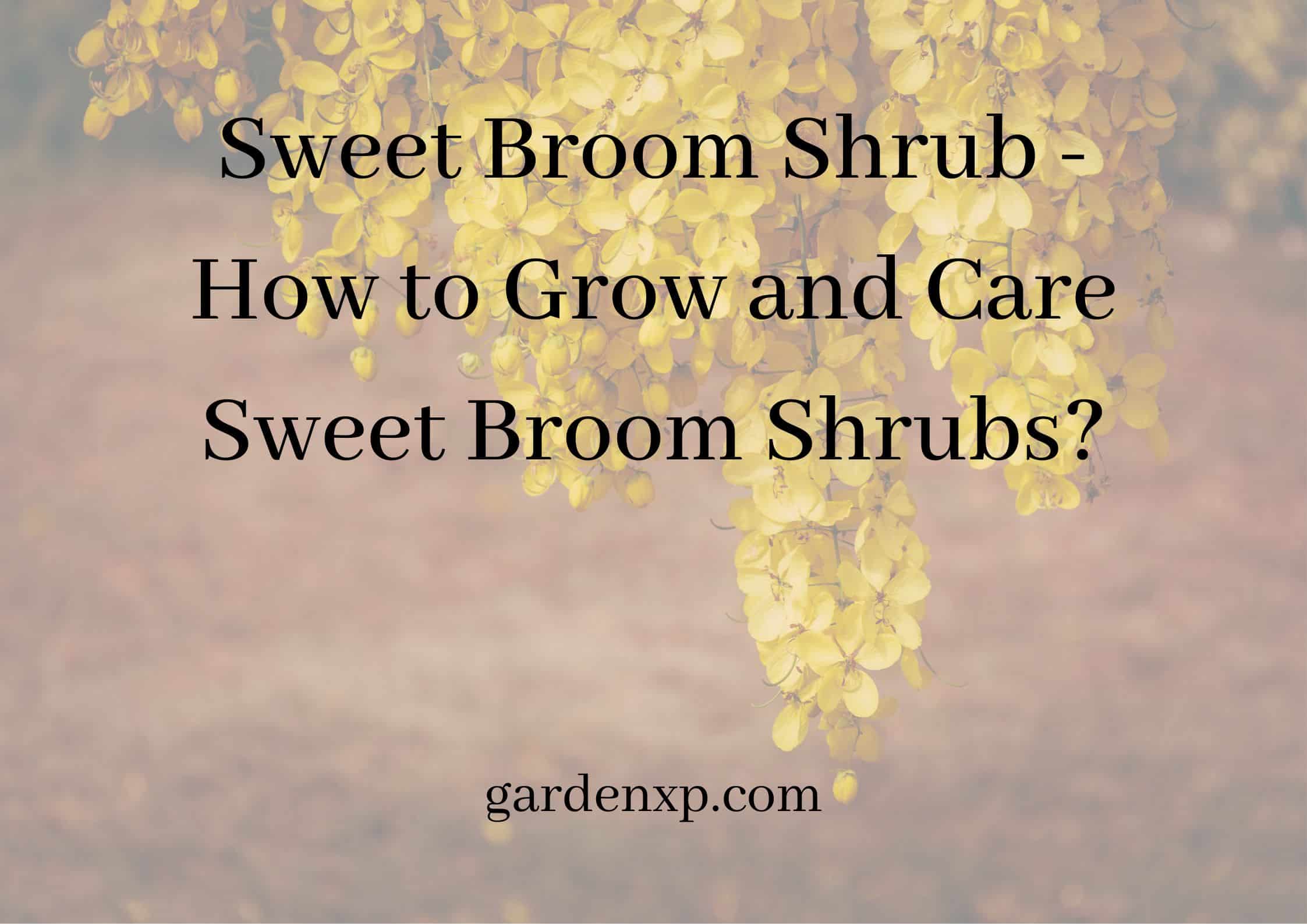 Sweet Broom Shrubs - How to Grow and Care Sweet Broom Shrubs?