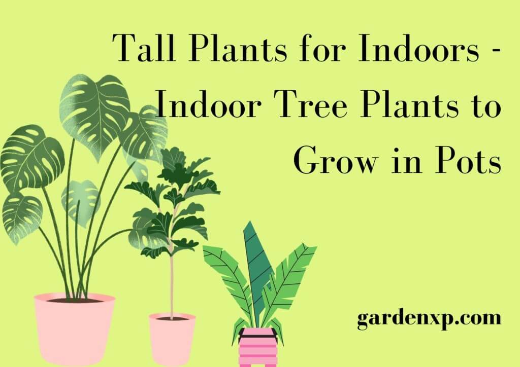 Tall Plants for Indoors - Indoor Tree Plants to Grow in Pots