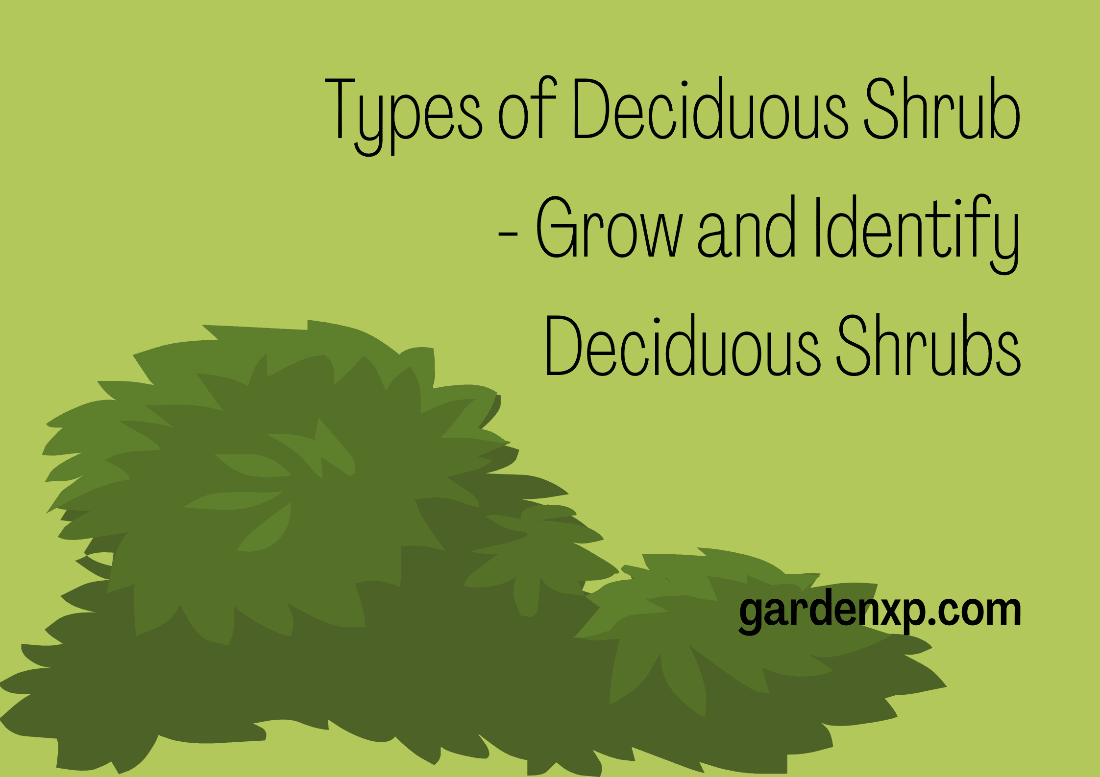 Types of Deciduous Shrub - Grow and Identify Deciduous Shrubs