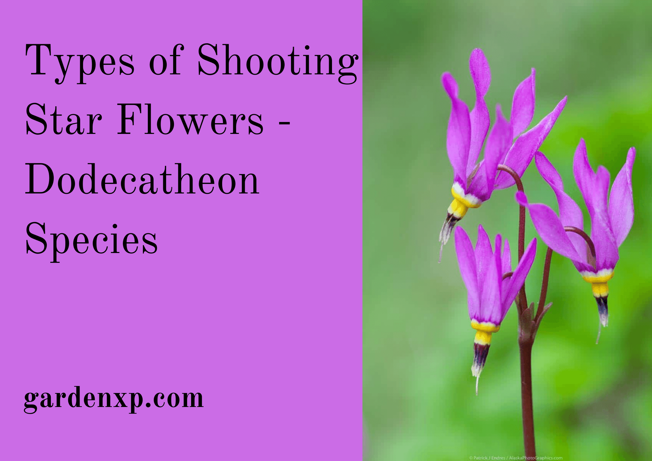 Type of Shooting Star Flowers - Dodecatheon Species