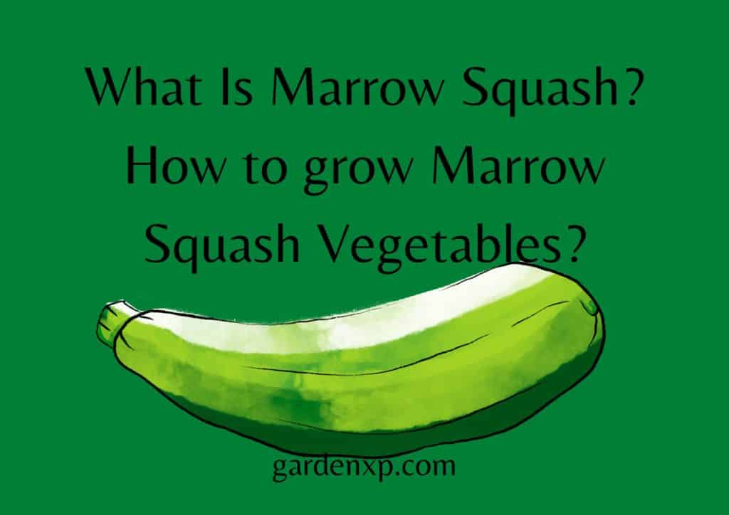 What Is Marrow Squash? How to grow Marrow Squash Vegetables?