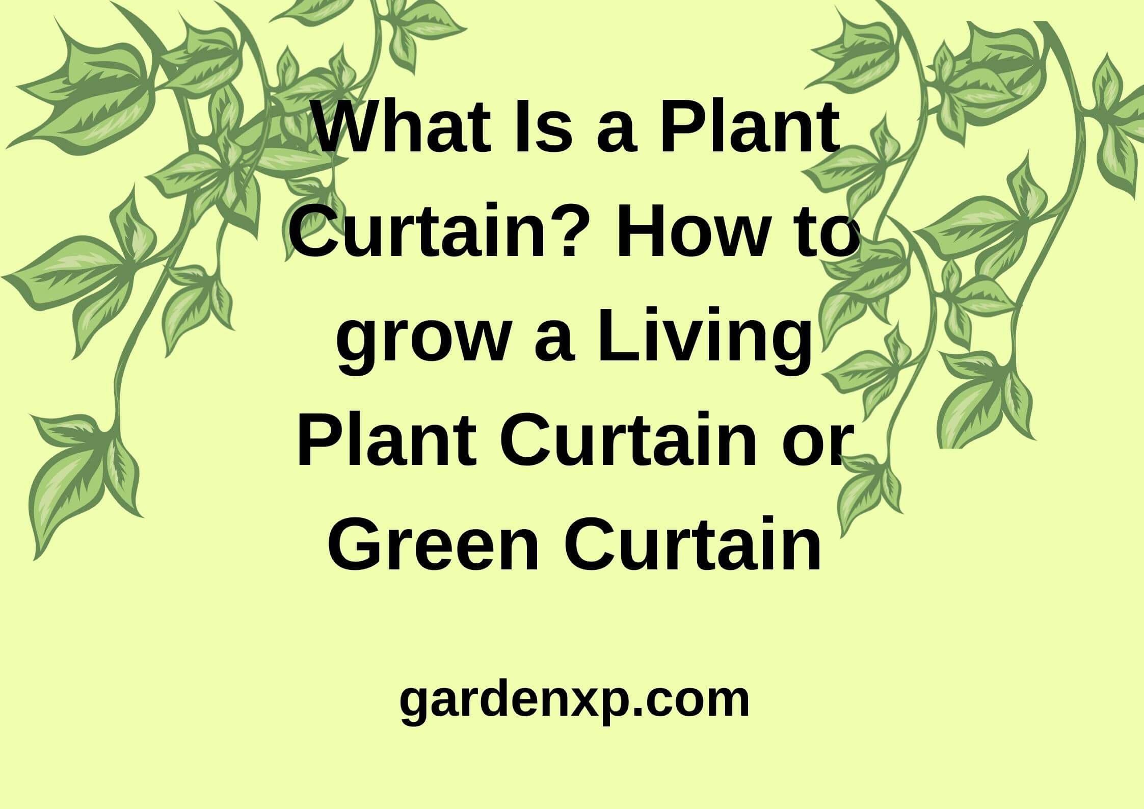 What Is a Plant Curtain? How to grow a Living Plant Curtain or Green Curtain