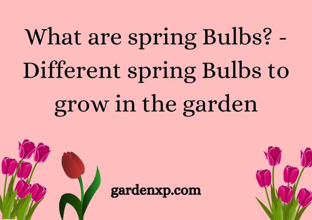 What are spring Bulbs? - Different spring Bulbs to grow in the garden