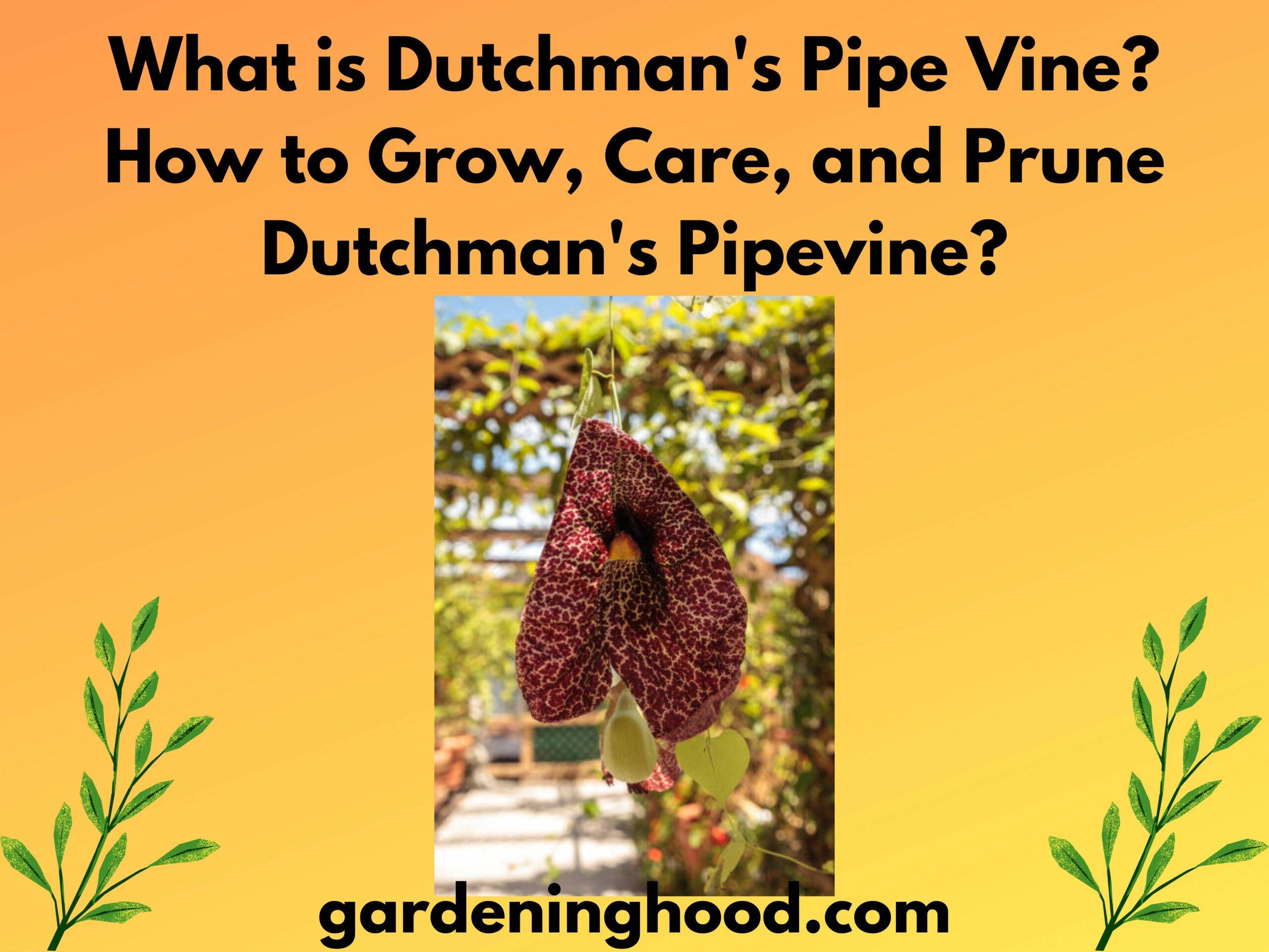 What is Dutchman's Pipe Vine? How to Grow, Care, and Prune Dutchman's Pipevine?