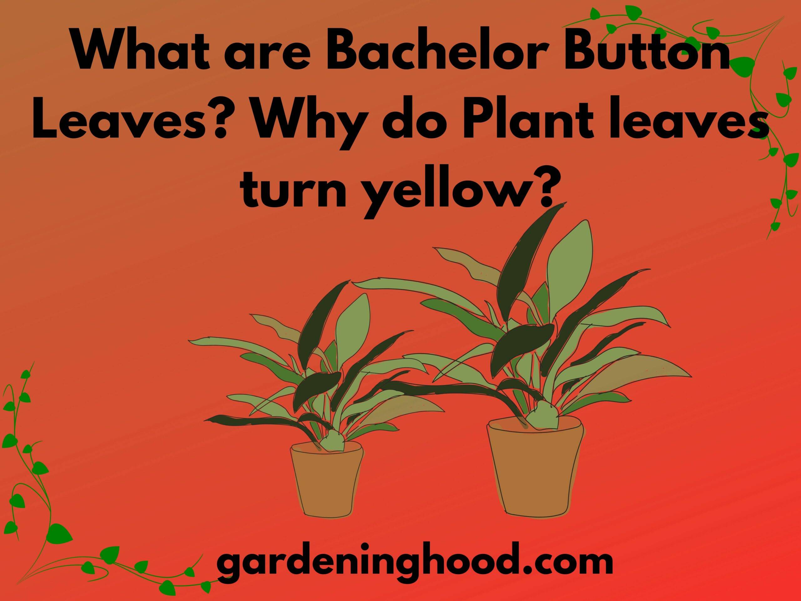 <strong>What are Bachelor Button Leaves? Why do Plant leaves turn yellow?</strong>