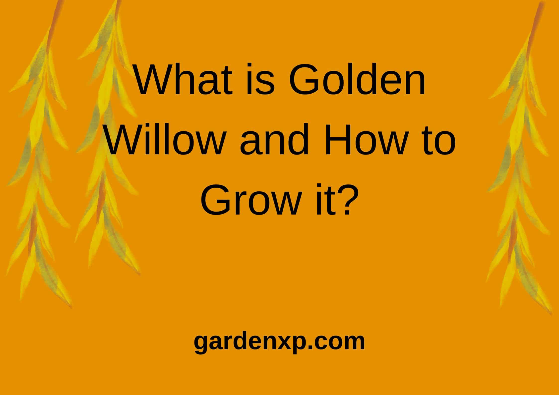 What is Golden Willow and How to Grow it?