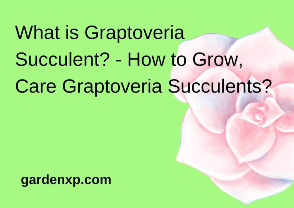 What is Graptoveria Succulent? - How to Grow, Care Graptoveria Succulents?