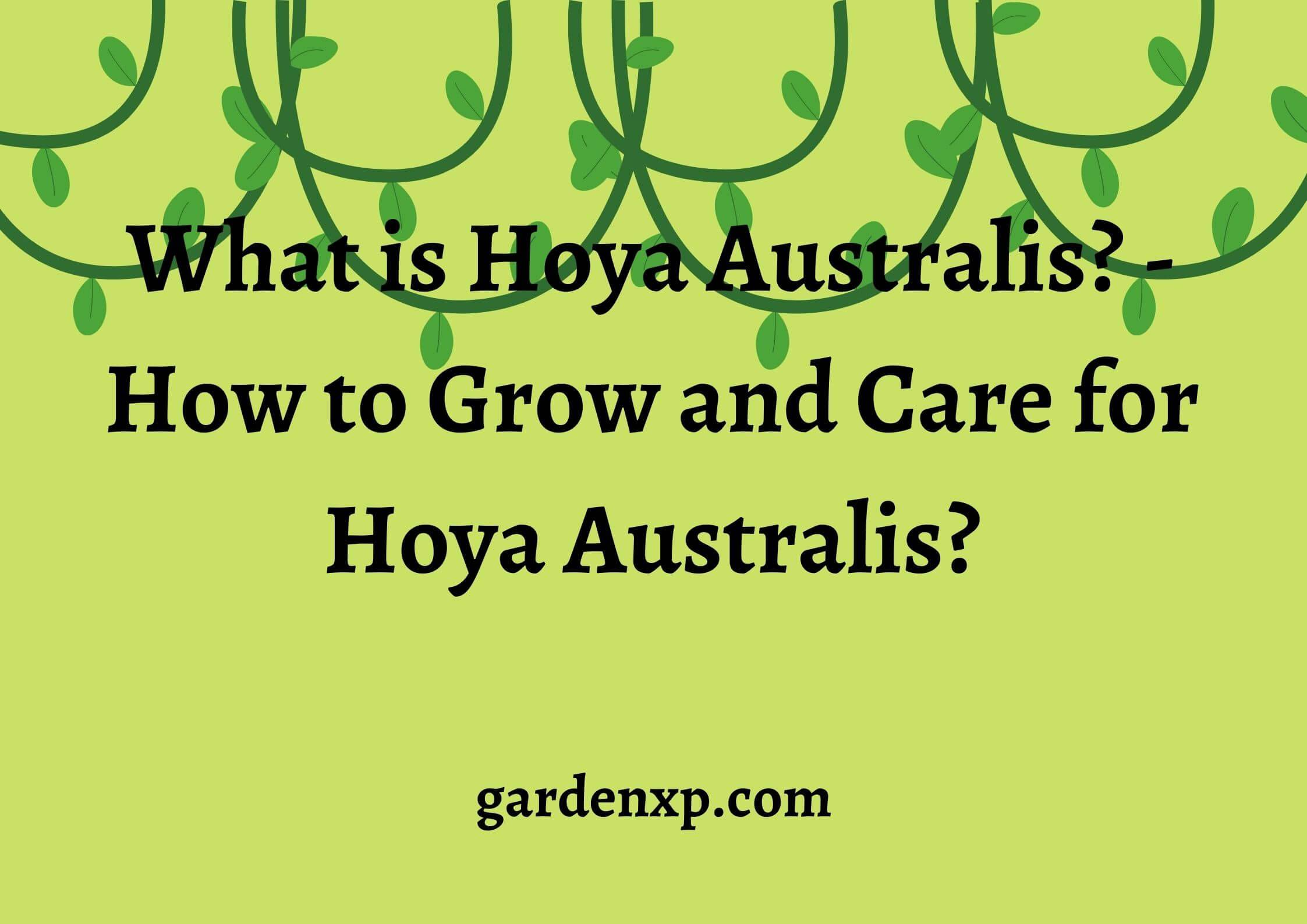 What is Hoya Australis? - How to Grow and Care for Hoya Australis?