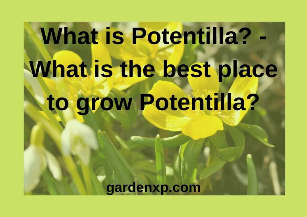What is Potentilla? - What is the best place to grow Potentilla?