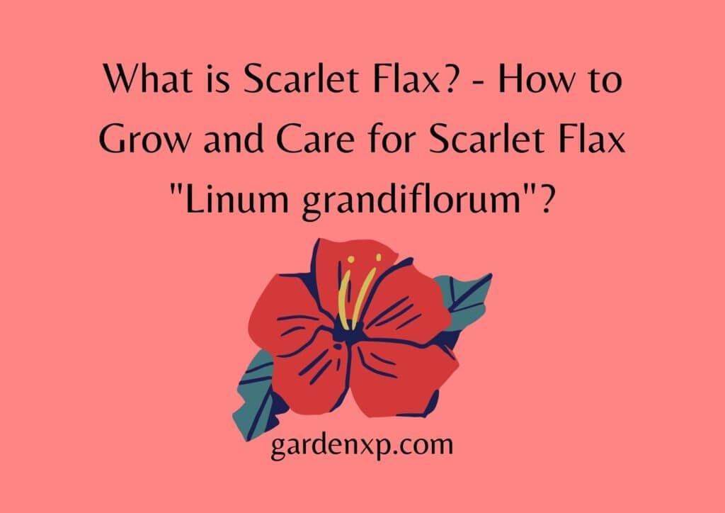 What is Scarlet Flax? - How to Grow and Care for Scarlet Flax "Linum grandiflorum"?