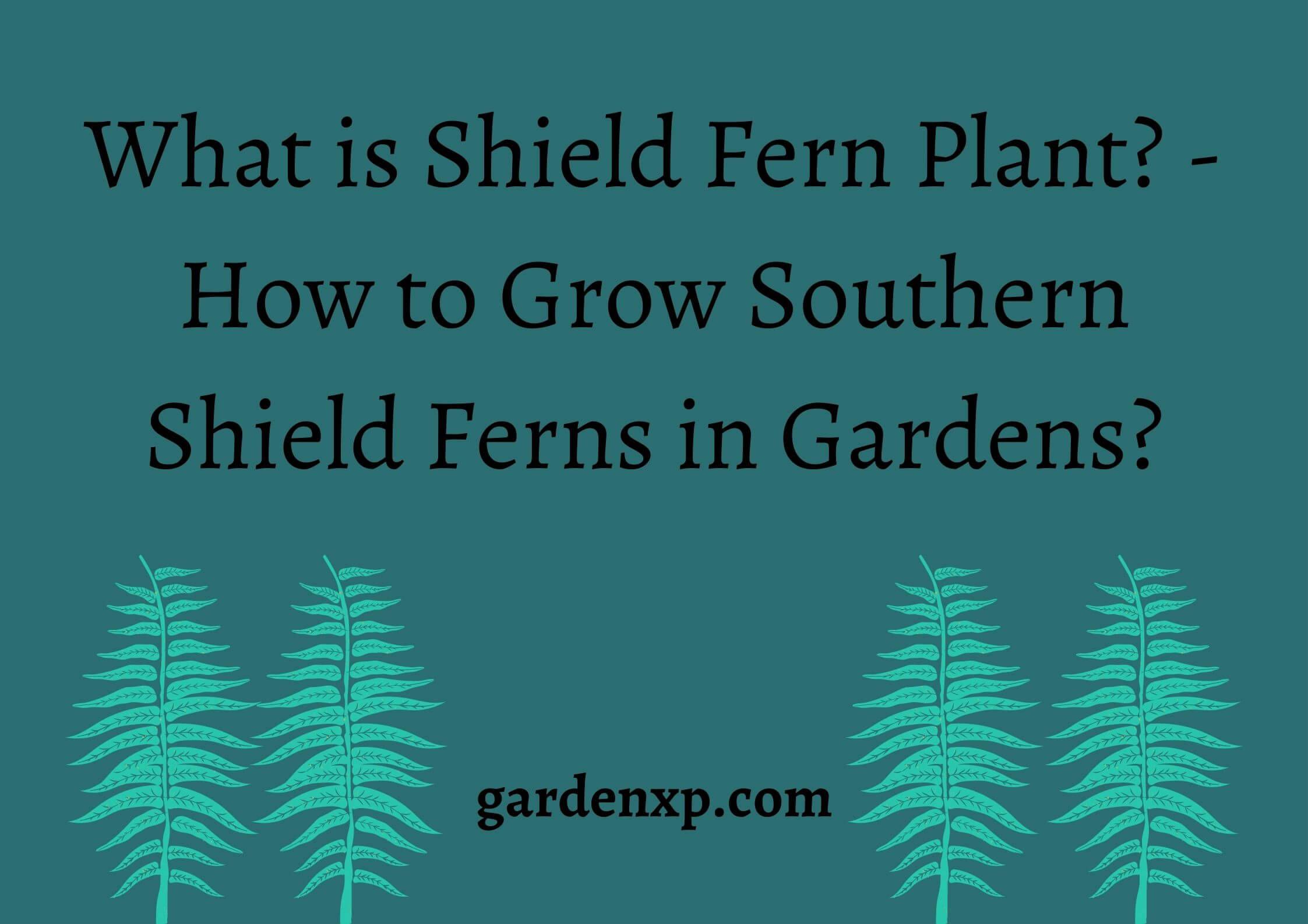 What is Shield Fern Plant? - How to Grow Southern Shield Ferns in Gardens?