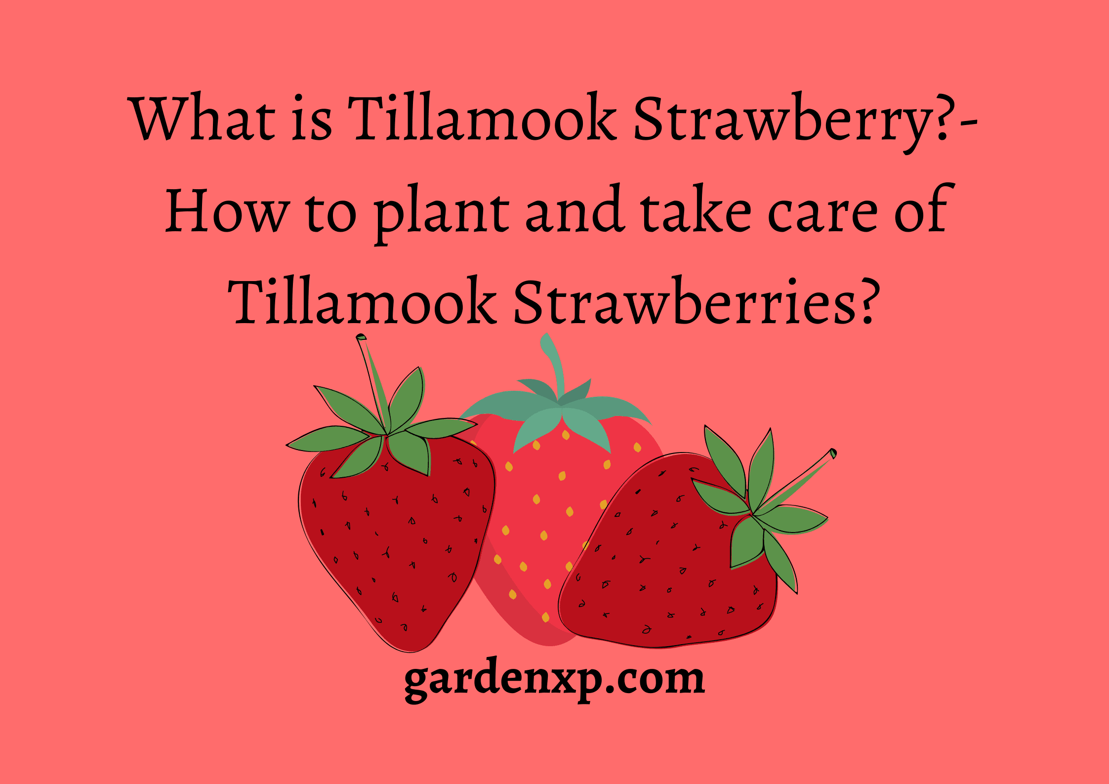 What is Tillamook Strawberry?- How to plant and take care of Tillamook Strawberries?