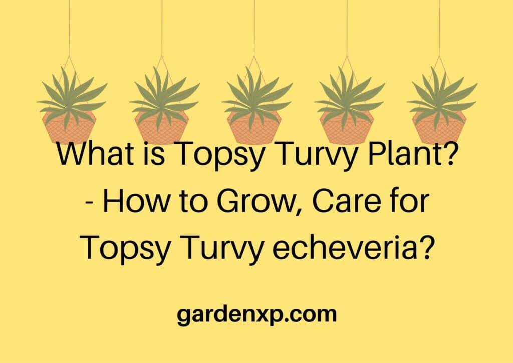 What is Topsy Turvy Plant? - How to Grow, Care for Topsy Turvy Echeveria?