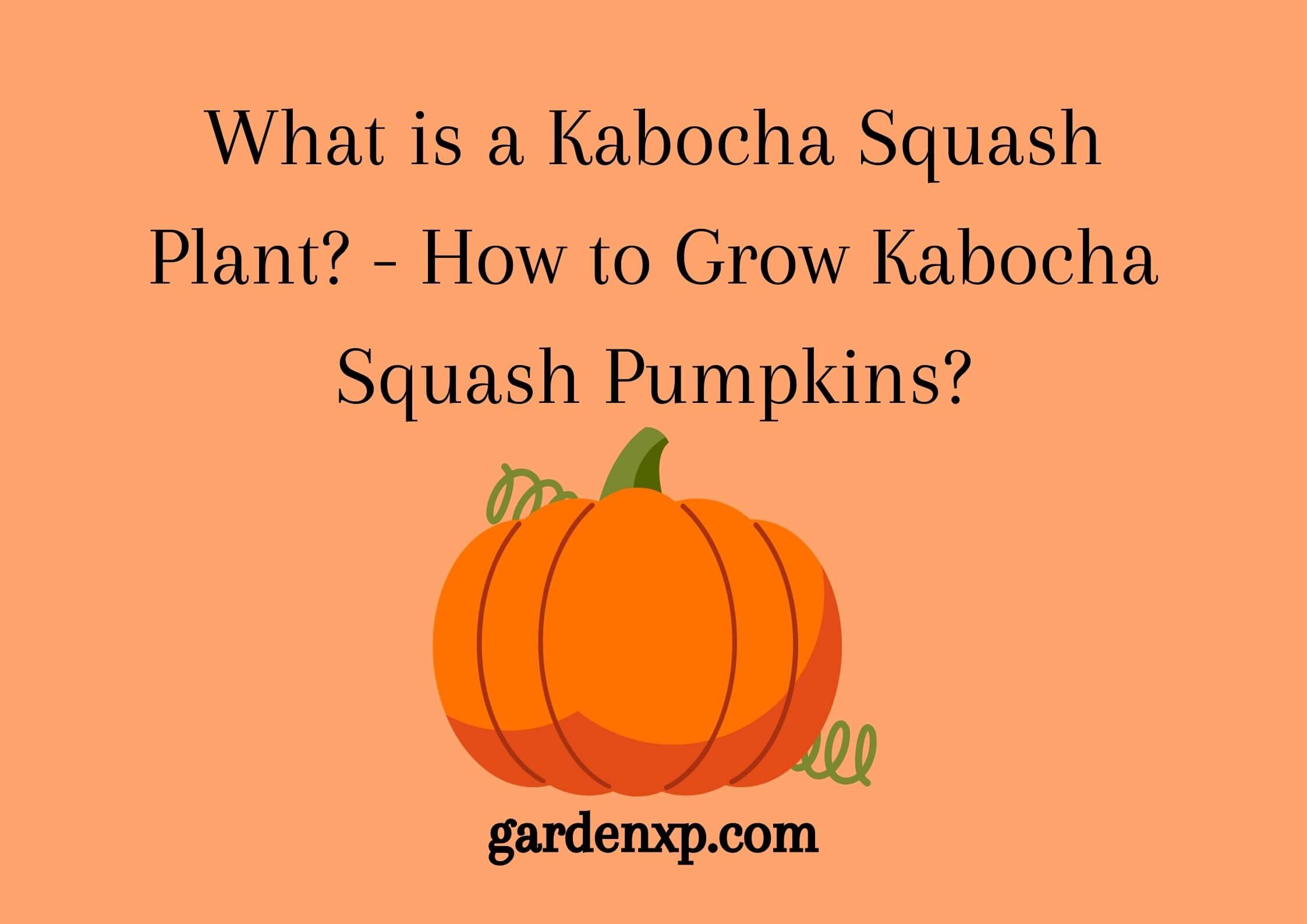 What is a Kabocha Squash Plant? - How to Grow Kabocha Squash Pumpkins?