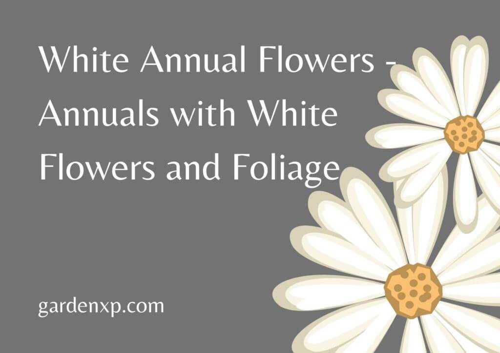 White Annual Flowers - Annuals with White Flowers and Foliage