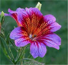 What is Salpiglossis? - How to Grow And Care for  Salpiglossis?