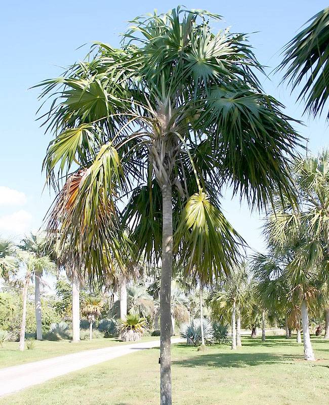 Florida Thatch Palm Care - How to Grow Florida Thatch Palm Trees?