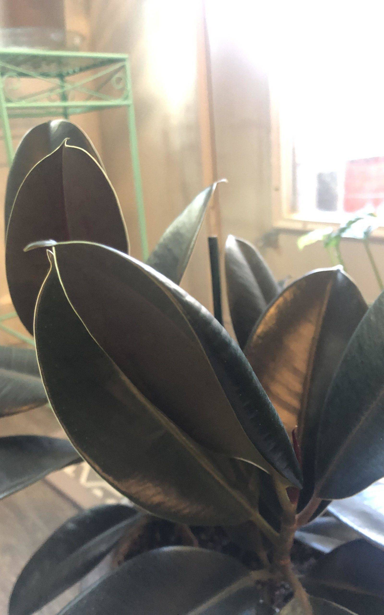 Why do Rubber Tree Leaves curl