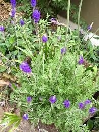 How to Grow and Care Fern leaf Lavender? - Hardiness of Fern leaf - Is it edible or not?