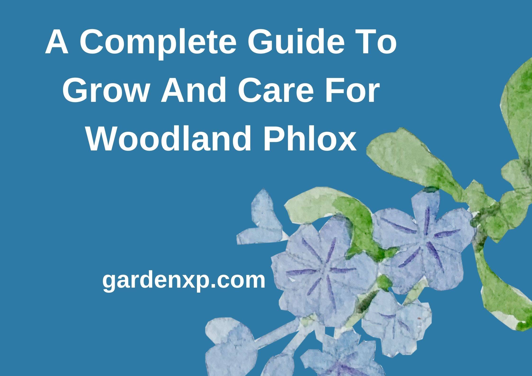 What is Woodland Phlox? - How to Grow and Care for Woodland Phlox Plants?