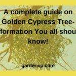 Golden Cypress Tree - How to Grow & Care for Golden Leyland Trees?