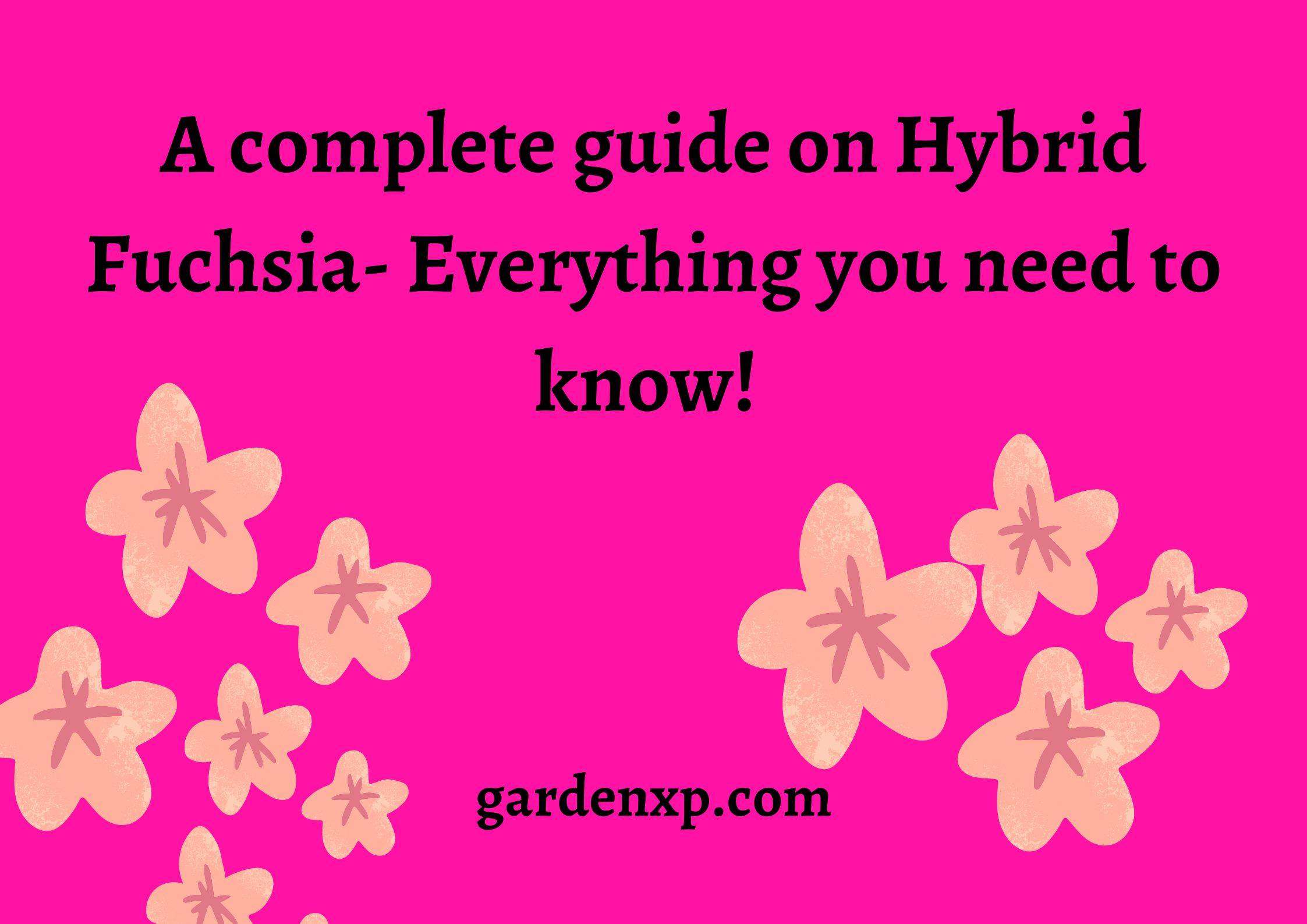 What is Hybrid Fuchsia? - How to Care & Grow types of Hybrid Fuchsia?