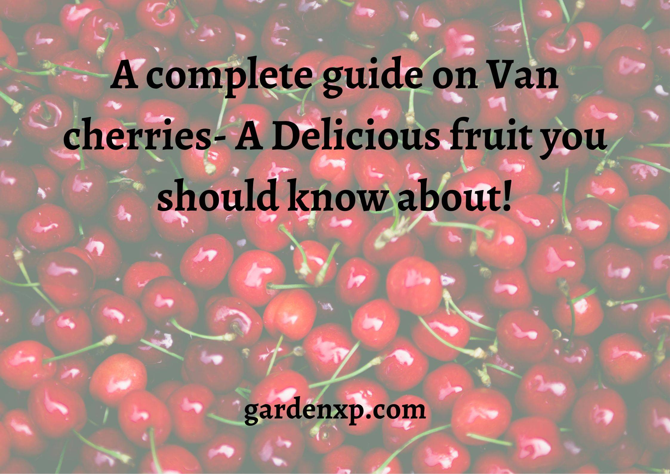 How to grow Van Cherries? - Uses and Growing tips for Van cherries