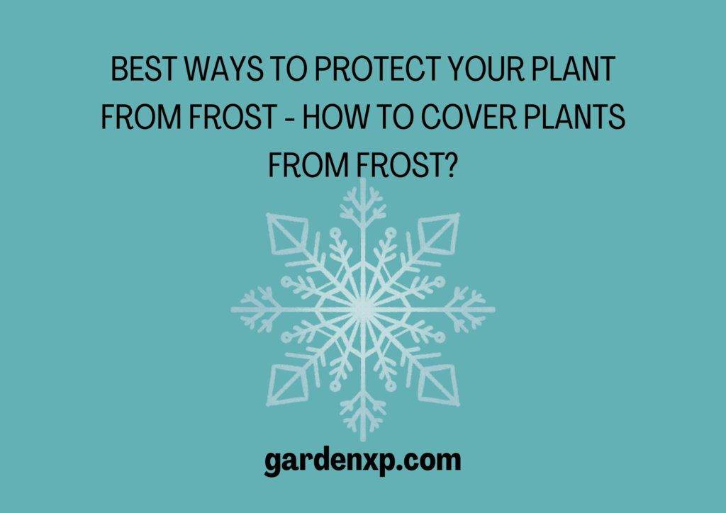 How to Protect Plants from Frost?