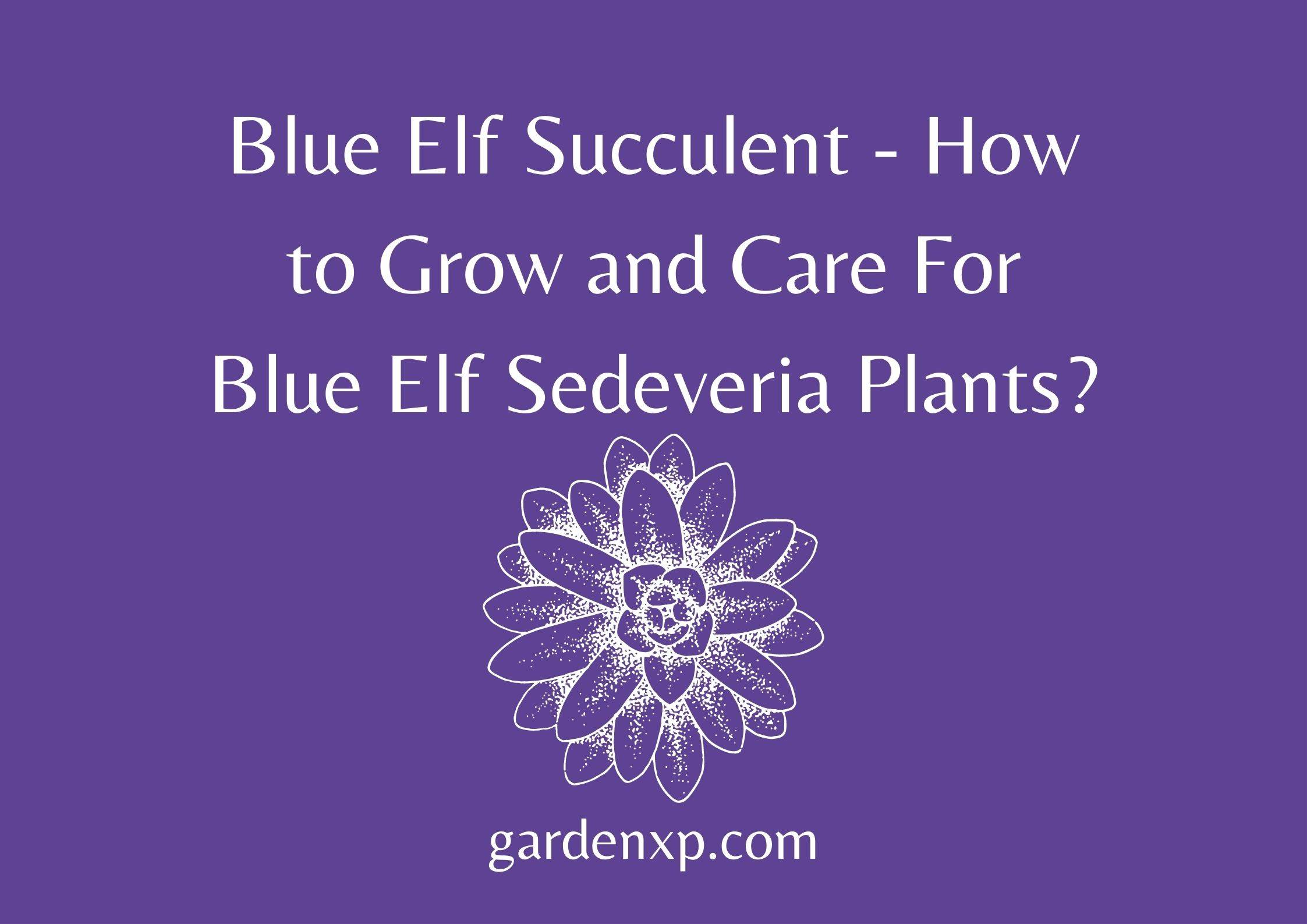 Blue Elf Succulent - How to Grow and Care For Blue Elf Sedeveria Plants?