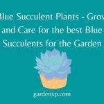Blue Succulent Plants - Grow and Care for the best Blue Succulents for the Garden
