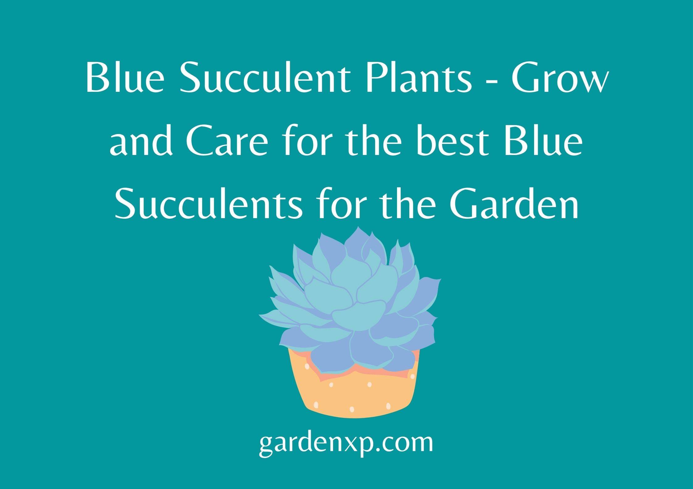 Blue Succulent Plants - Grow and Care for the best Blue Succulents for the Garden