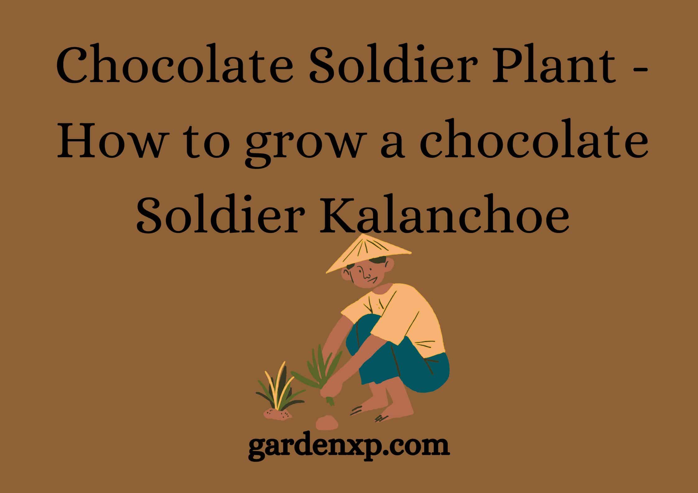 Chocolate Soldier Plant - How to grow a chocolate Soldier Kalanchoe