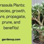 Crassula plants: Species, growth, care, propagation, pruning, and benefits! 