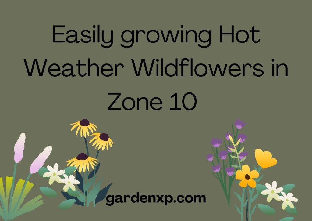 Best Hot Weather Wildflowers - Growing Wildflowers in Zone 10