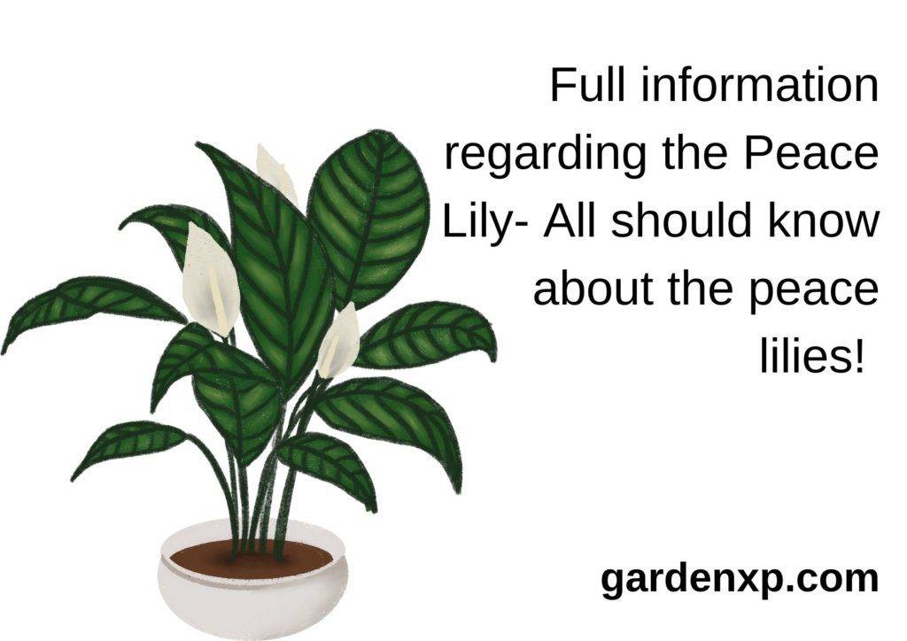Peace lily flowers turning green! - How to fix Green Peace lily Blooms?
