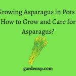 Growing Asparagus in Pots - How to Grow and Care for Asparagus?