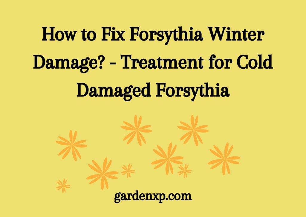 How to Fix Forsythia Winter Damage? - Treatment for Cold Damaged Forsythia