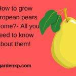 What is a European Pear? - How to Grow & Care for European Pear at Home?
