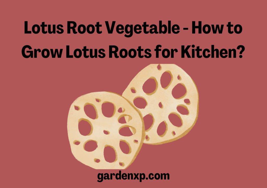 Lotus Root Vegetable - How to Grow Lotus Roots for Kitchen?