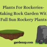 Plants for Rockeries- Making Rock Garden With Full Sun Rockery Plants