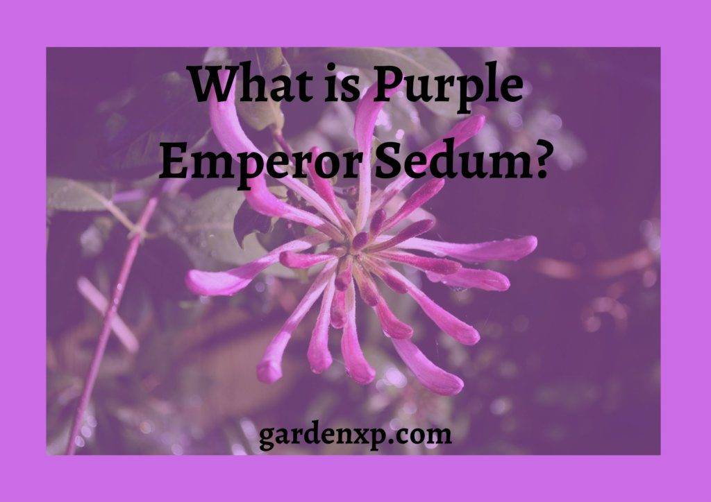 What is Purple Emperor Sedum?