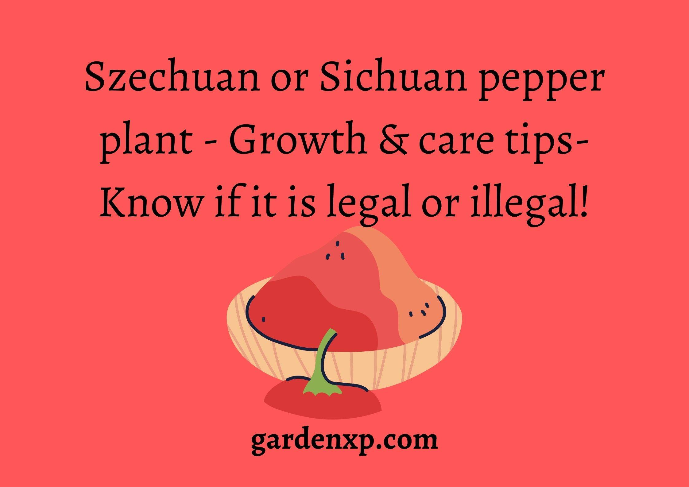 Szechuan or Sichuan Pepper plant - Growth & care tips- Know if it is legal or illegal!